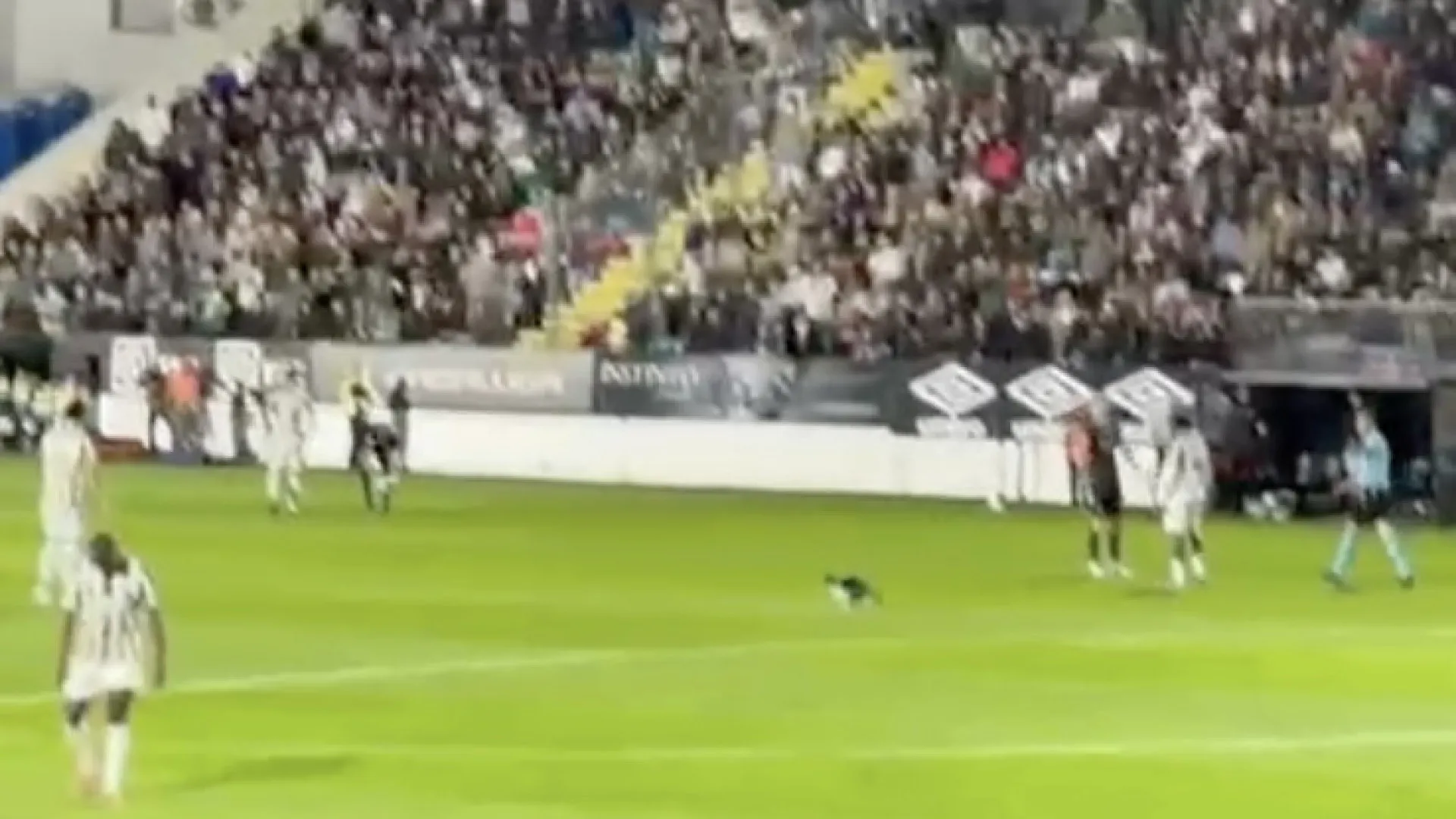 Aqui há (literalmente) gato. Invasor felpudo interrompeu Estrela-Sporting