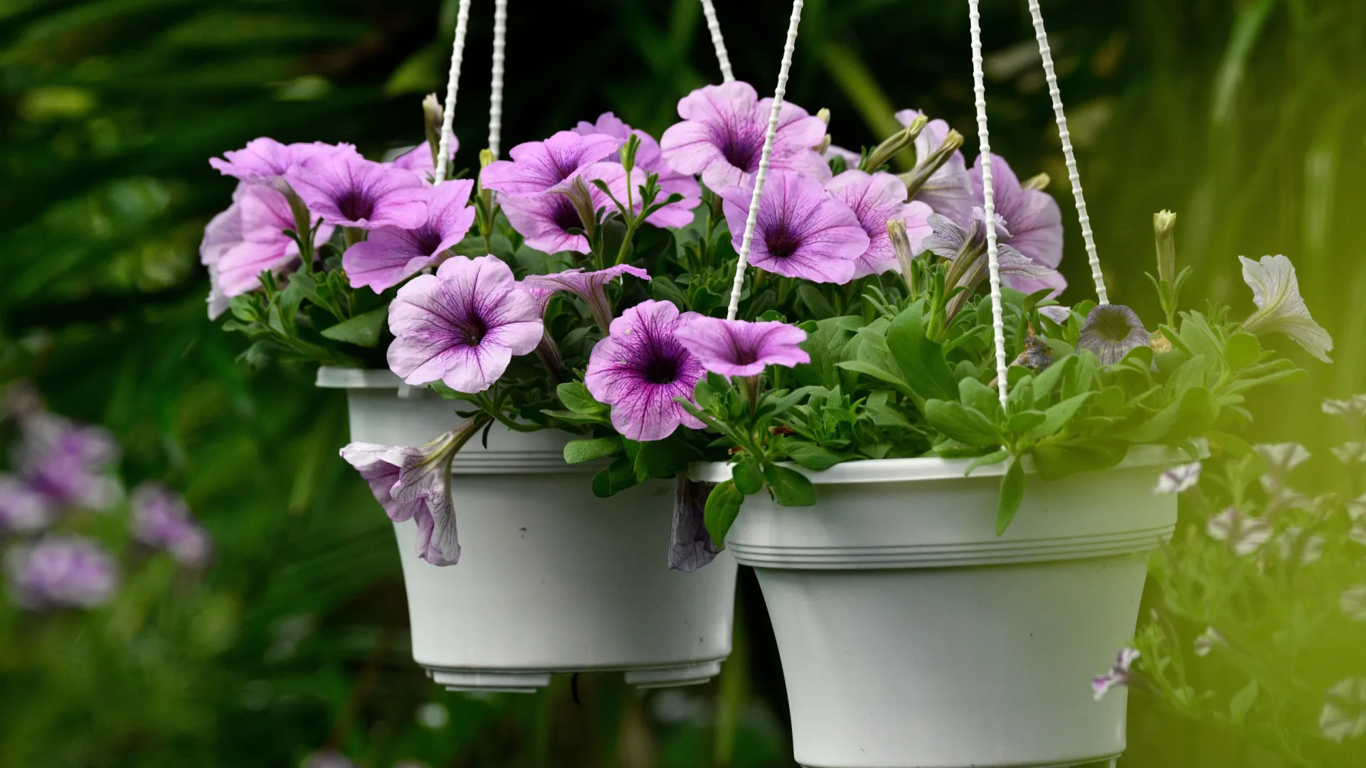 
                    5 truques para fazer as plantas de interior dar flor mais rápido 
                