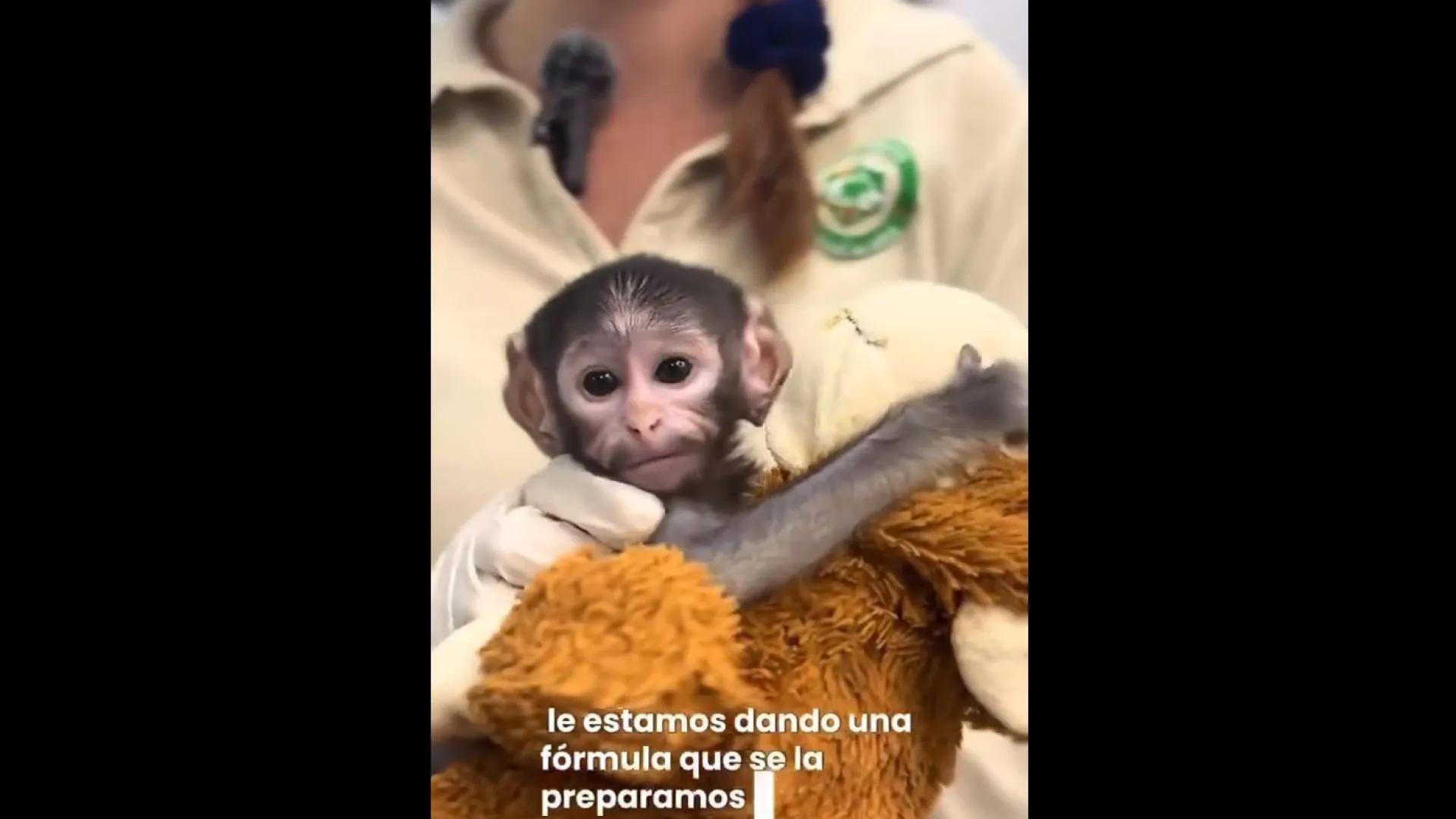 Novo Punch? Eis Yuji, o macaco bebé que está a conquistar o México