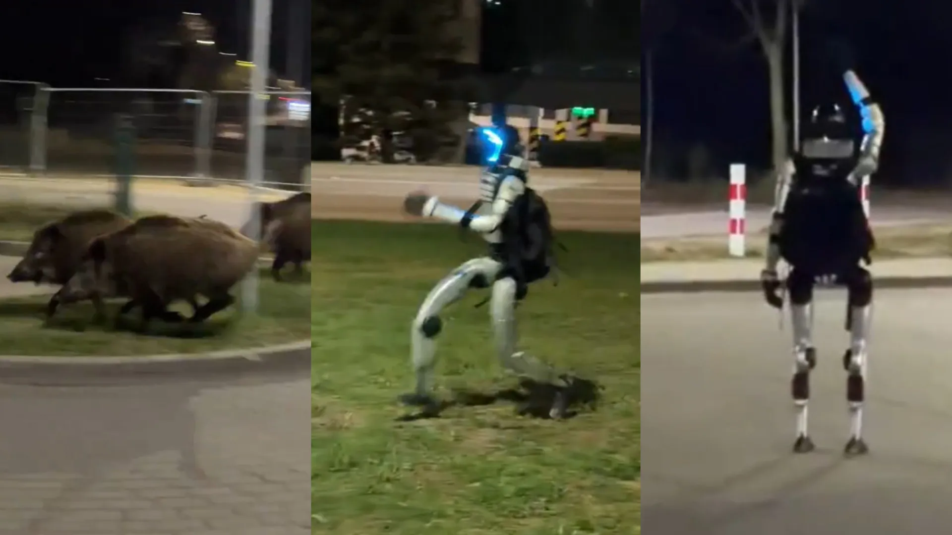 Já vimos de tudo. Vídeo viral mostra robô a afugentar javalis na Polónia