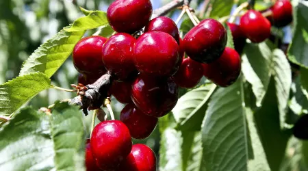 Câmara do Fundão pede alteração no apoio para túneis nos pomares de cereja