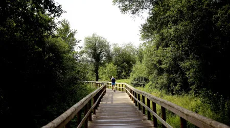 Feira investe em 3,25 kms de passadiços e 1.600 árvores junto ao rio Uíma