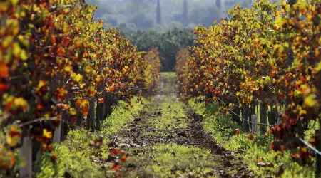 Produção de vinho certificado algarvio sobe e atinge 2 milhões de litros