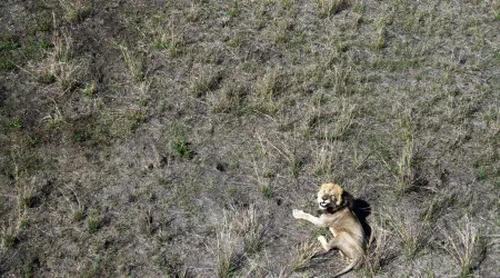 Leões em coutada moçambicana passaram da extinção a uma centena em 7 anos