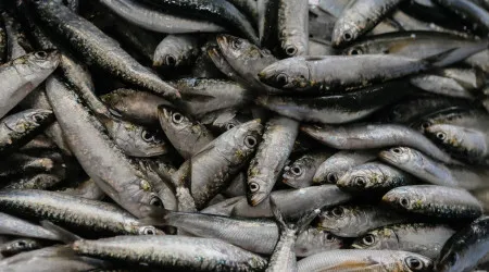 Pesca da sardinha em águas ibéricas não deve ultrapassar 40.073 toneladas