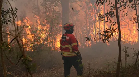 Incêndios? Área ardida (este ano) quase que triplicou face a 2024