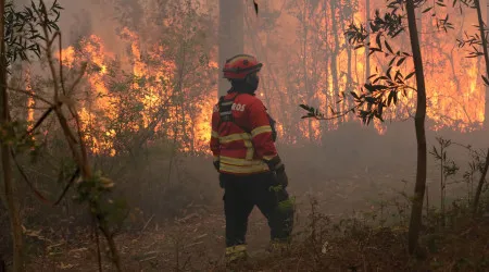 Incêndios? Área ardida (este ano) quase que triplicou face a 2024