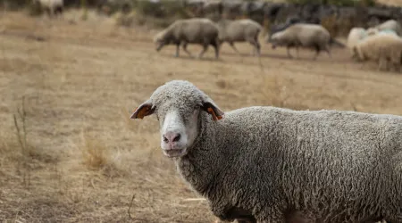 Novo serotipo da língua azul foi detetado em Portalegre