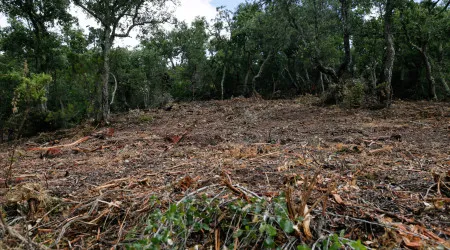 O que dificulta limpeza de terrenos dentro do prazo ("insuficiente")? 