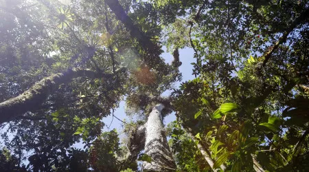 Consumo português pode destruir anualmente 2.700 hectares de floresta