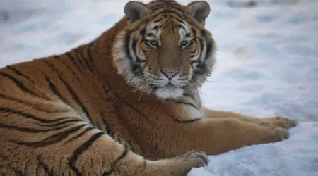 China procura tigre siberiano que atacou agricultor no nordeste do país