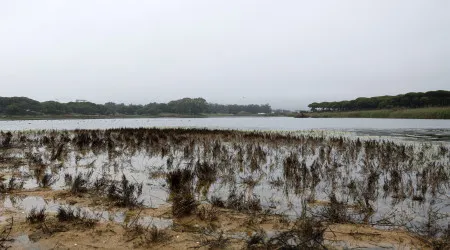 Conselho da UE aprova formalmente Lei do Restauro da Natureza