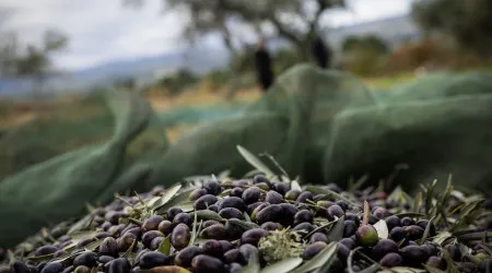 Mais azeitona em Trás-os-Montes pouco se refletiu na produção de azeite