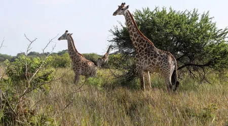 CPLP apoia candidatura do Parque de Maputo a património mundial da Unesco
