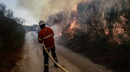 Prejuízo superior a 1,5 milhões de euros devido aos incêndios em Nelas