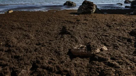 Remoção de algas nas praias de Portimão concluída na próxima semana