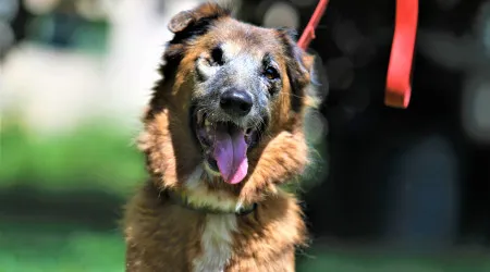 Associação com poucos meios resgata animais maltratados em Maputo