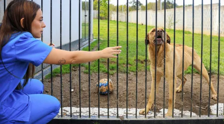 PATA, o projeto de Gaia que aposta na adoção ponderada de cães e gatos