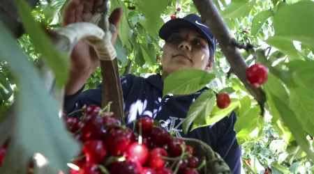 Imigrantes mitigam falta de mão de obra na apanha da cereja no Fundão