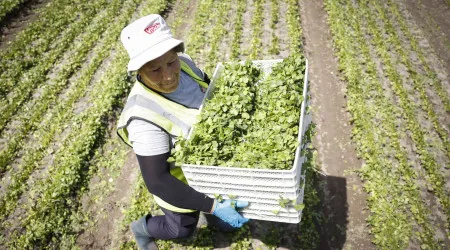 'Second Nature': como ser neutro em CO2 nos produtos frescos de amanhã
