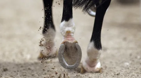 Corrida de cavalos ilegal na Sicília 'alimentada' por tiros torna-se viral