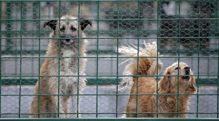 Associação sugere que todos os animais de companhia sejam esterilizados