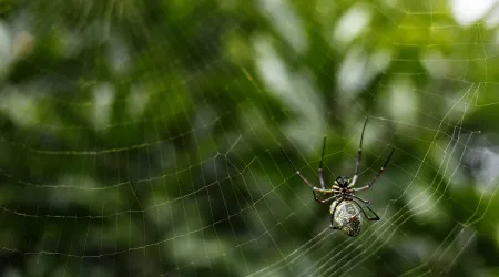 Cientistas descobrem nova espécie de tarântula em Cuba