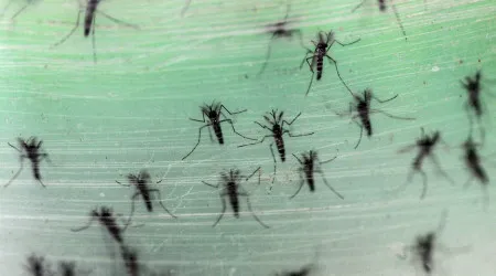 Instituto alerta para aumento de mosquitos invasores em Faro e Lisboa