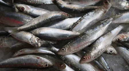 IPMA tem projeto para determinar ciclo de vida e morte da sardinha