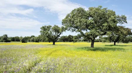 Alunos do Superior relatam desconforto térmico sobretudo no Alentejo