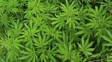 PSP deteve jovem com plantação de canábis em casa