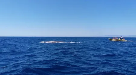 Baleias com cerca de 15 metros avistadas no Algarve
