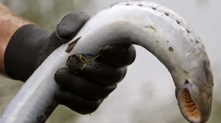 Gosta de lampreia? Foi criada uma comissão para gerir a sua pesca