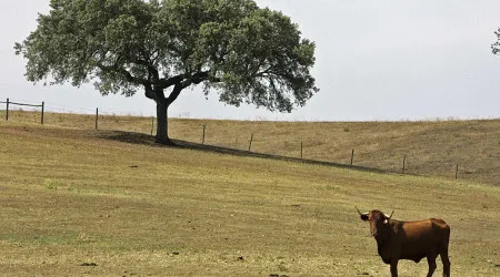 Touro bravo à solta na Chamusca. Município dá alerta e pede "precaução"