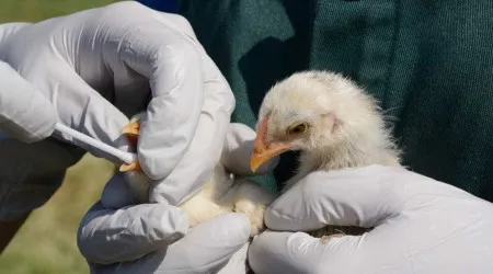 Gripe das aves detetada em exploração caseira em Viana do Castelo