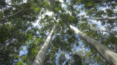 REN limpou 10.200 hectares de floresta no país em 2024