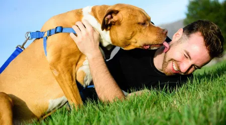 Porque é que os cães gostam de lamber os donos?