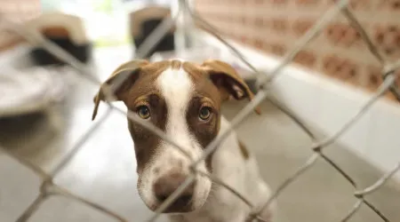 Debate sobre tutela criminal para todos os animais vertebrados adiado