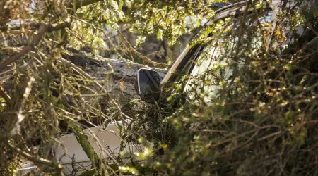 Oito carros danificados por queda de árvore de grande porte em Carcavelos