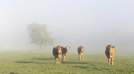 Ovinos e caprinos têm de ser declarados em janeiro 