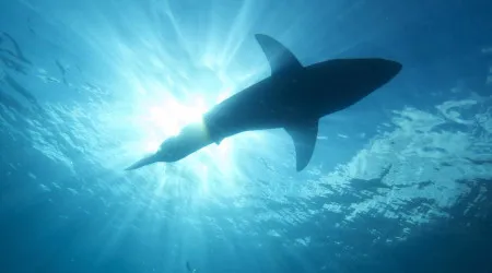 Tubarão mata turista que nadava fora de zona balnear no mar Vermelho