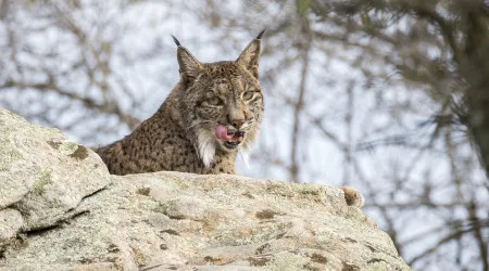 ICNF destaca esforço pela preservação do lince ibérico e outras espécies