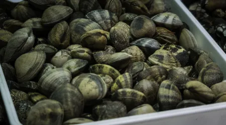 Autoridades espanholas apreendem amêijoas insalubres. Vinham de Portugal