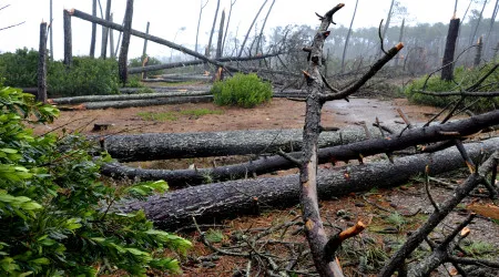 Quercus pede medidas "muito mais ambiciosas" para combater crise climática