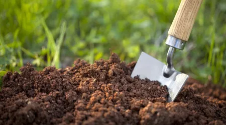 Esta autarquia disponibiliza árvores autóctones para os munícipes