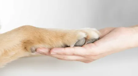 Reclusos do Norte desafiados a cuidar de "cães sem família" de Gaia