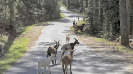 ICNF cria nova medida para cabras sapadoras face à baixa procura do apoio