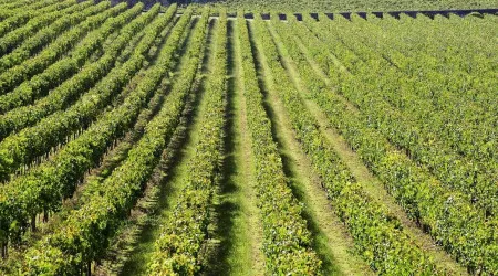 Cerca de 70% do vinho produzido no Algarve vendida e consumida na região