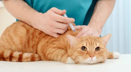 SABIA QUE uma transfusão de sangue entre gatos é um processo complexo?