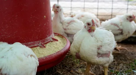 Há 9 focos de gripe das aves em Portugal. O que fazer e quais os riscos?